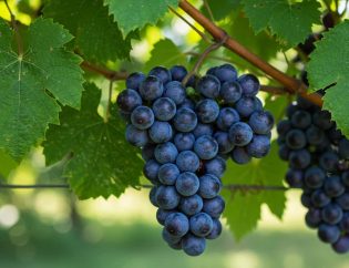 Summer Grapevine Care for Sweetness